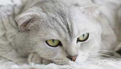 澳门新葡京：光影中的奢华与城市记忆