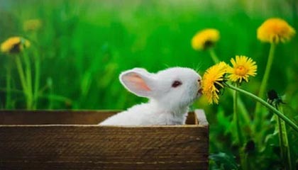 九游体育官网：开启你的专属游戏探险之旅